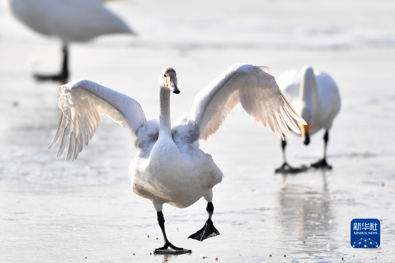 黄河湿地“天鹅舞”